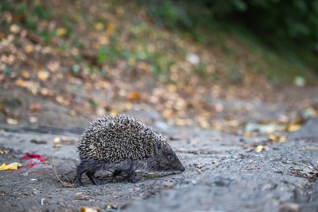 疑是这一趋 疑是这一趋